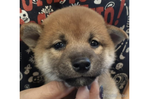 成約済の富山県の柴犬-189158の1枚目